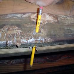 A floor joist with severe mold damage in Chiefland