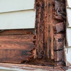 termite damaged wood in a Ponte Vedra Beach crawl space